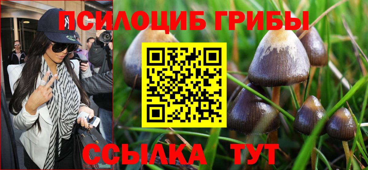 Галлюциногенные грибы Psilocybine cubensis Железноводск